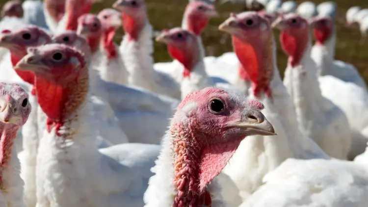 Turkeys Protected With Reovirus Treatment