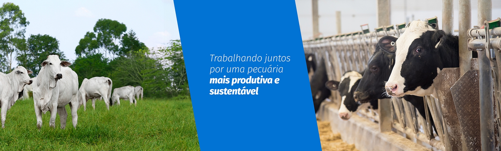 Banner Produtos Bovinos Elanco