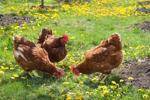 Chickens on grass