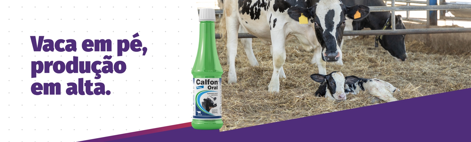 Vaca em pé, produção em alta. Calfon™ Oral