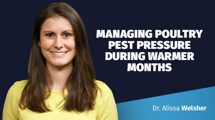 Dr. Alissa Welsher on managing poultry pest pressure during warmer months