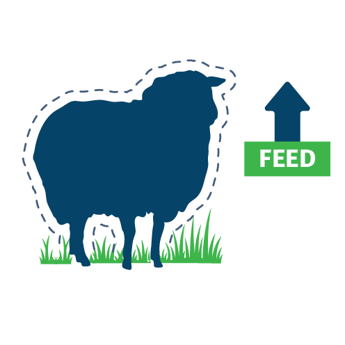 The impact of blowfly strike on body condition of ewes