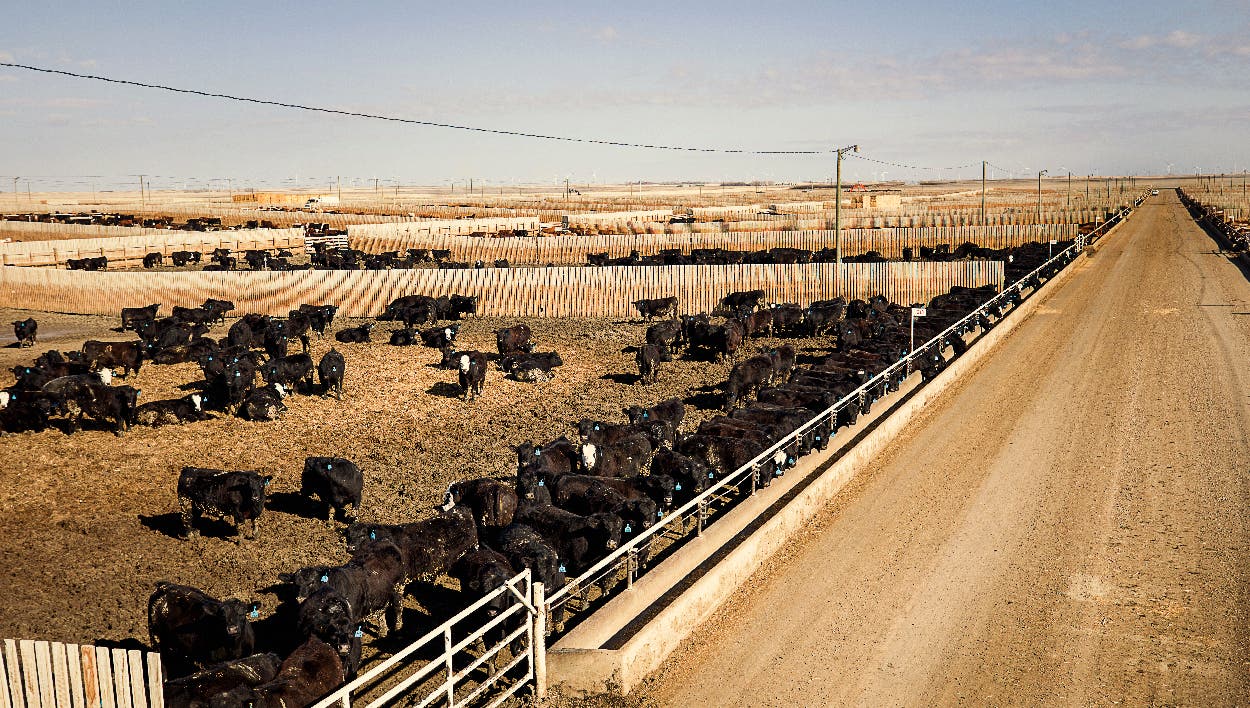 Feedlot