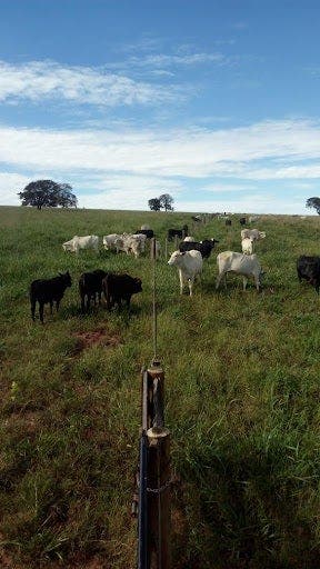 vacas separadas por cerca