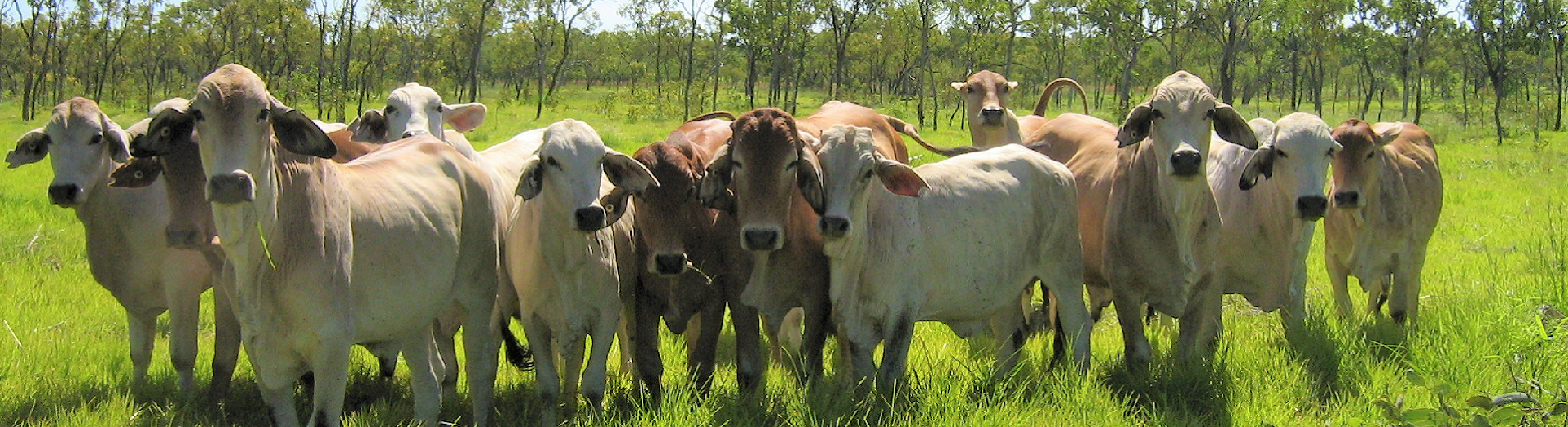 Brahman cattle in a paddock 