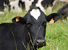 Dairy cows at risk of ectoparasites