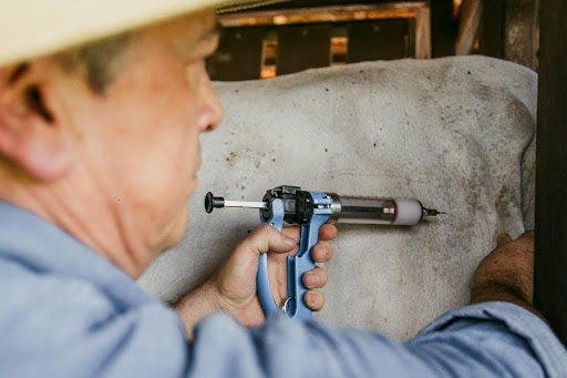 Homem aplicando vacina com pistola aplicadora em um bovino contido no brete