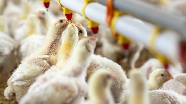 Chickens drinking water