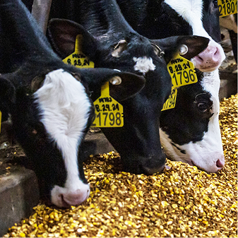 A close-up of three black and white Holstein calves or young cows with yellow ear tags, eating yellow grain from a feed trough