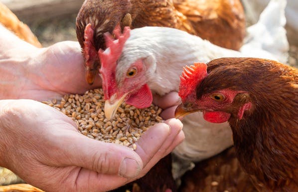 Chickens eating from hand