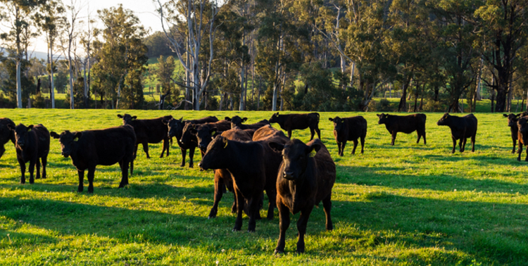 Managing Internal Parasites in Cattle