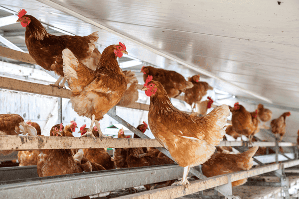Poultry in barn