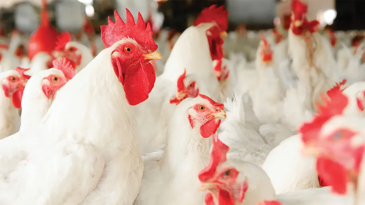 Broiler chickens in a group