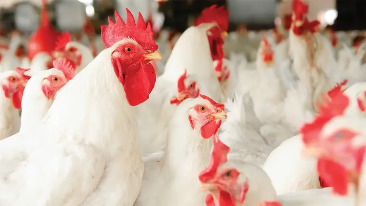 Broiler chickens in a group