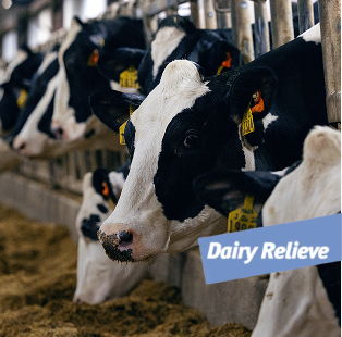 group of black and white Holstein cows eating from a feed trough in a barn, featuring a Dairy Relieve logo overlay in the foreground.