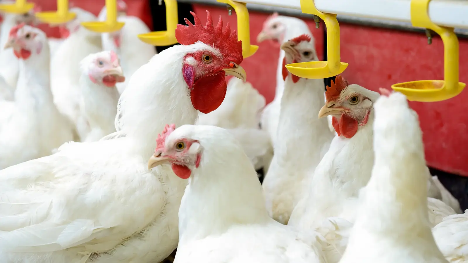 Close up image of multiple white chickens around their water source.