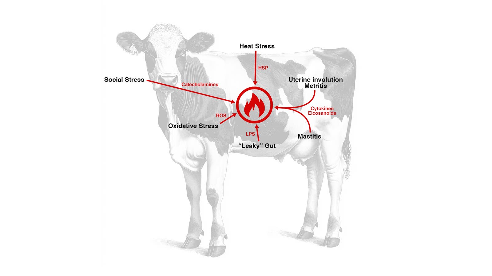 Diagram of a dairy cow illustrating how stressors like heat, social, oxidative, and "leaky" gut stress lead to systemic inflammation (represented by a flame icon). Also links inflammation to mastitis and uterine health issues.
