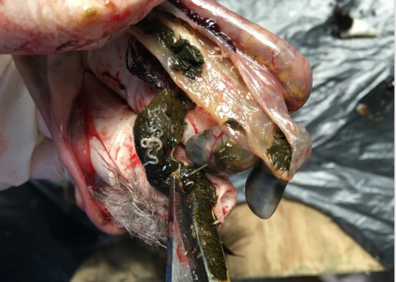 Small roundworms