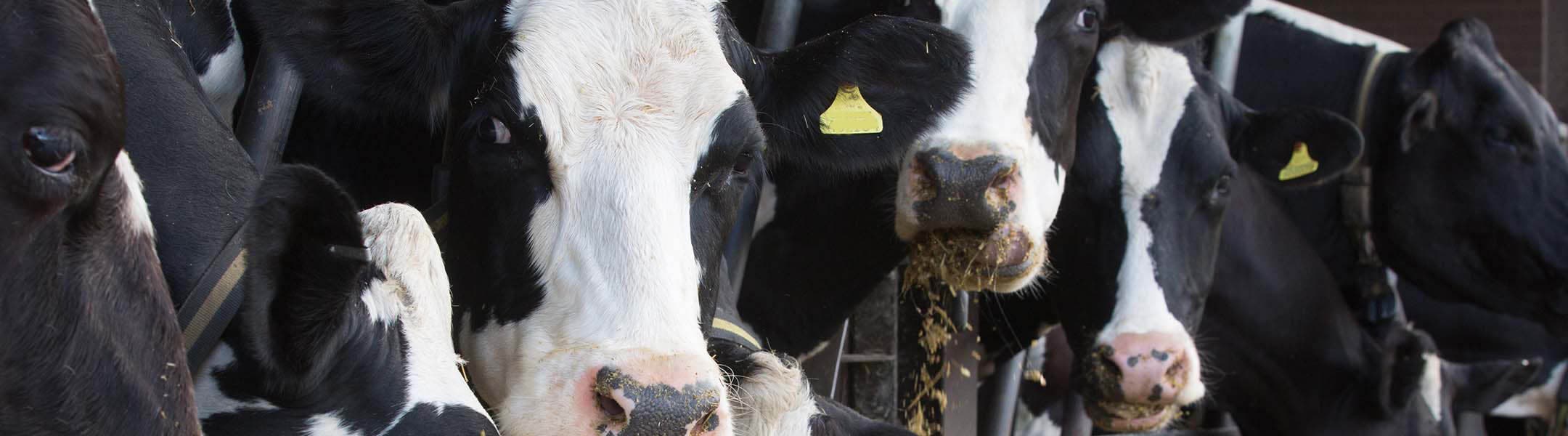 Dairy cows are at risk of ketosis at calving