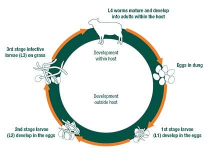 Lifecycle of Nematodirus battus