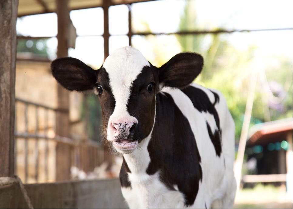 A black and white calf with a pink nose looks directly at the camera, standing in an open barn or pen with a blurred outdoor background.