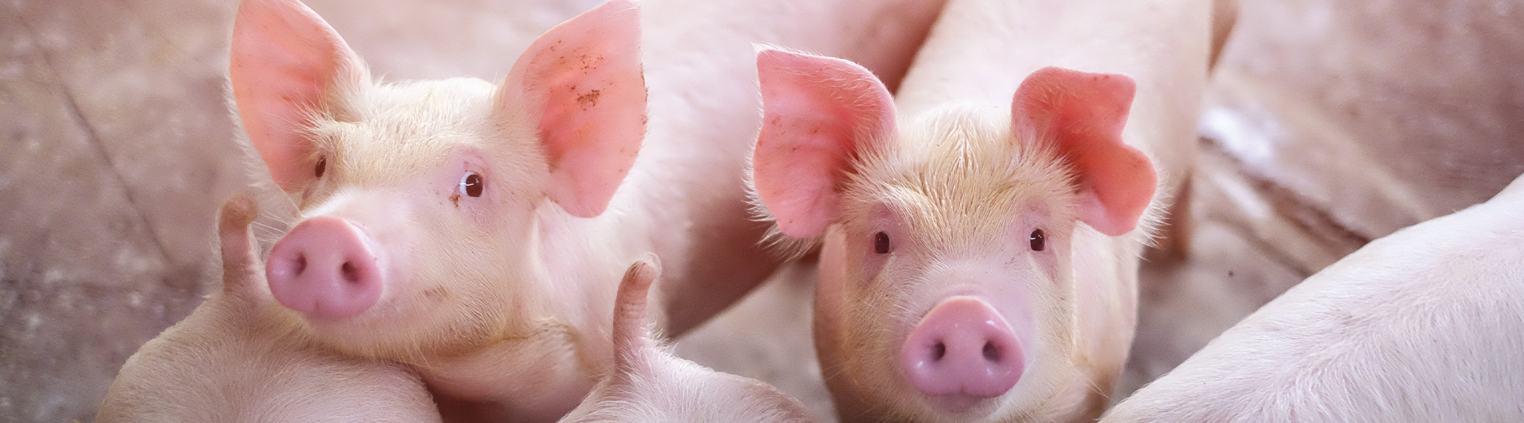En dyrlæge kontrollerer sundhedstilstanden i en svinebesætning.