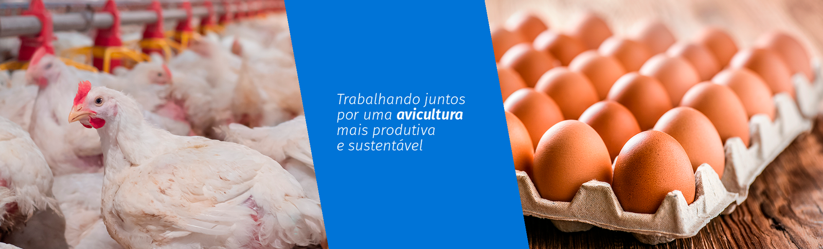 Produtos Elanco para avicultura