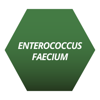 Enterococcus Faecium