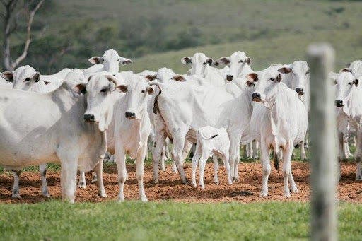 Lote de vacas nelore com alguns bezerros sobre área de chão batido com pasto ao fundo