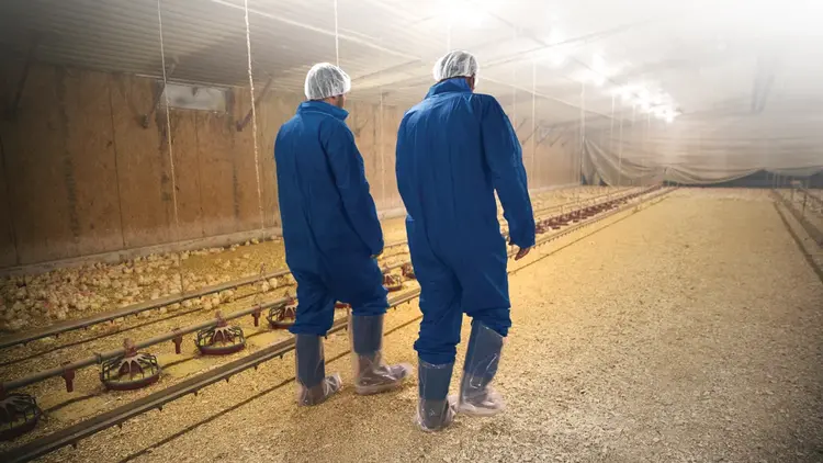 Elanco Poultry Hub Page Banner Image