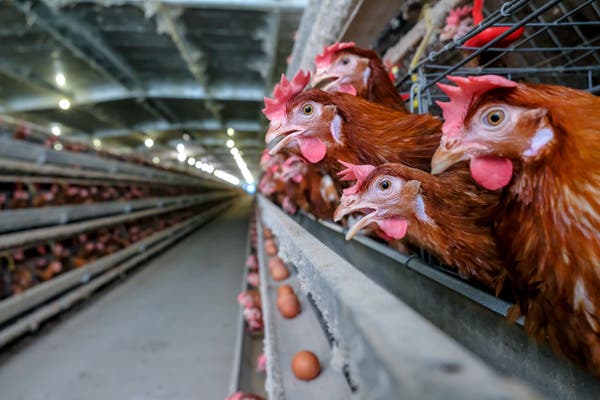 chickens laying eggs