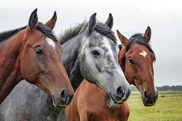 Horses Hero Image