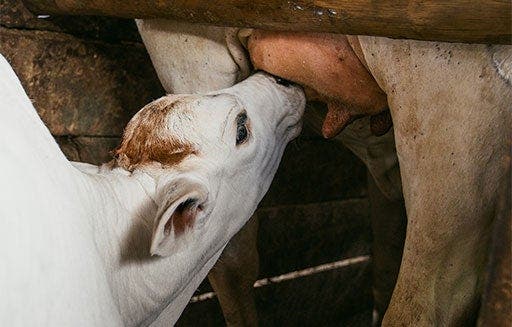 Bezerro mamando nas tetas da vaca contida no brete