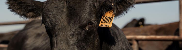 Image of beef cattle