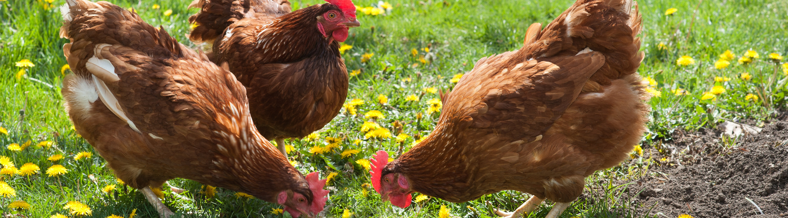 Poultry in a field