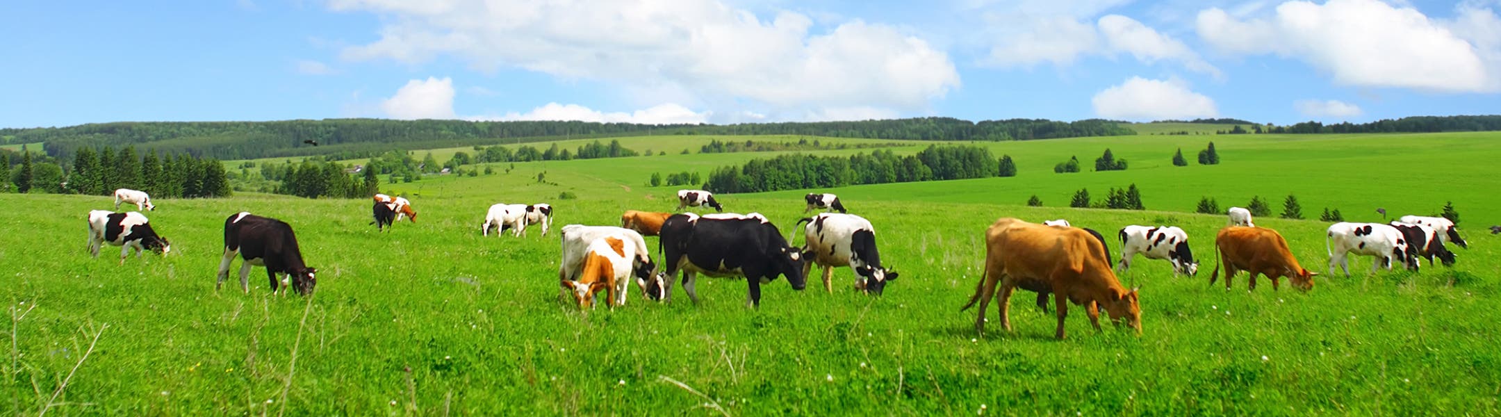 Коровы гуляют на пастбище с зелёной травой