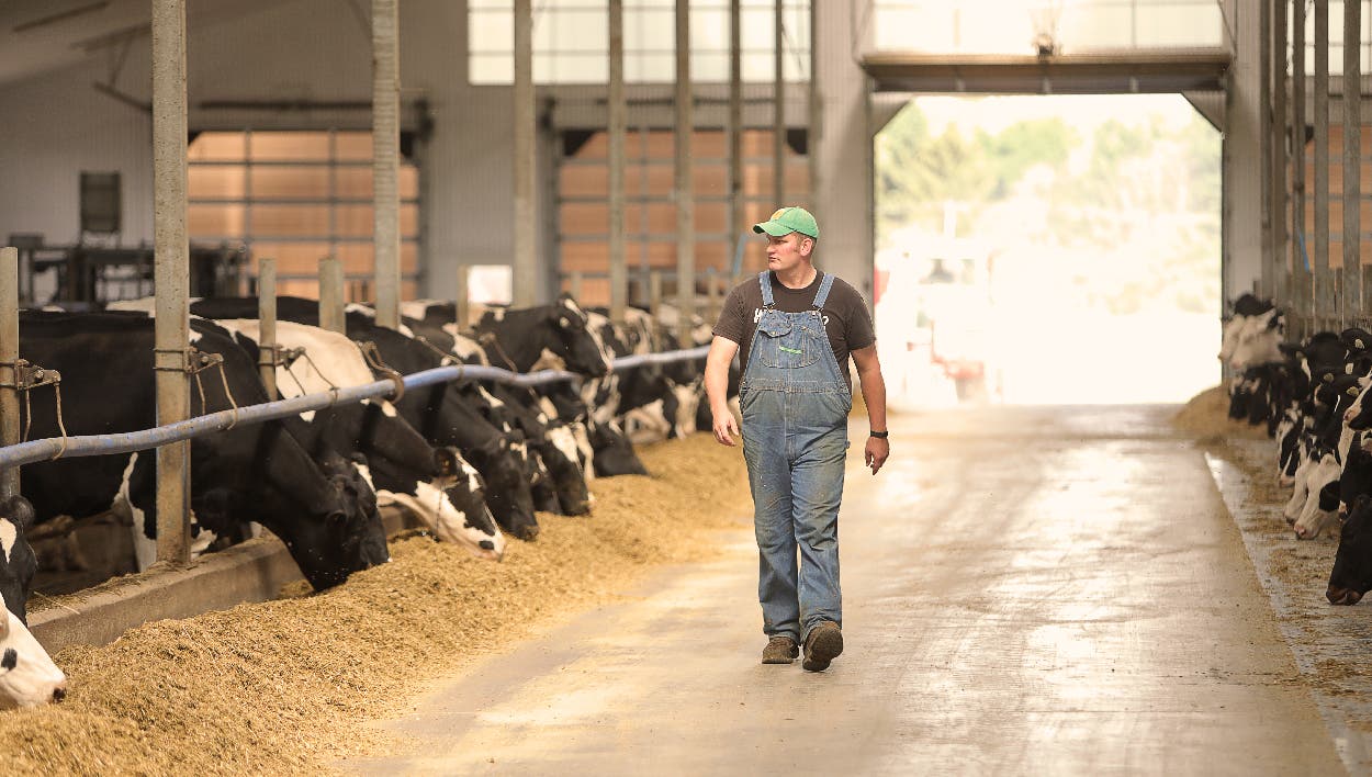 Dairy cows