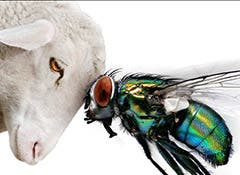 Blowfly strike control in sheep