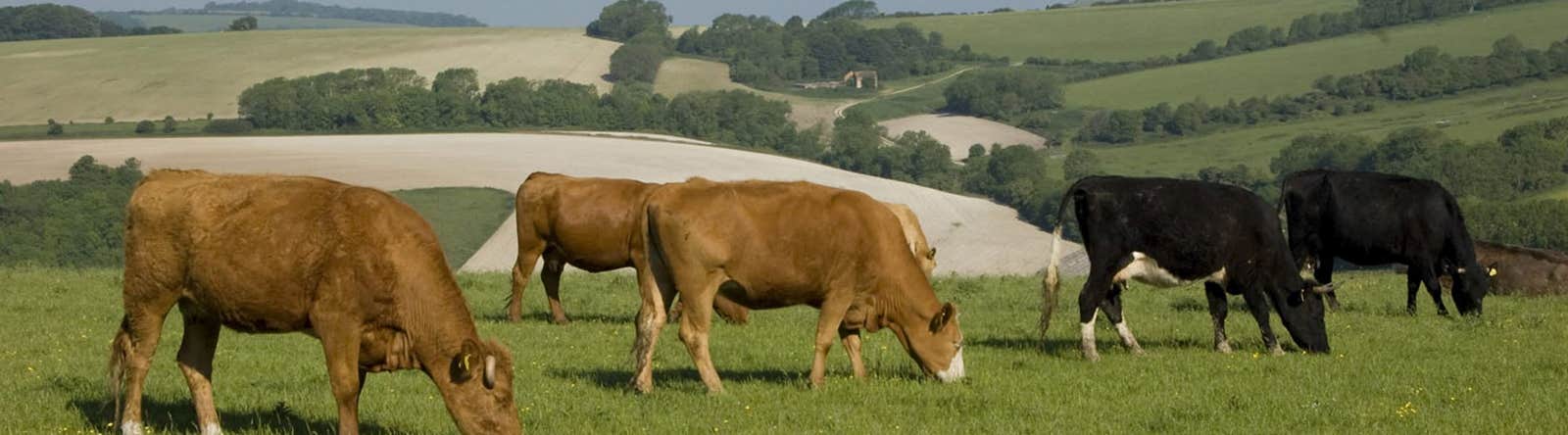 Cattle turned out in spring