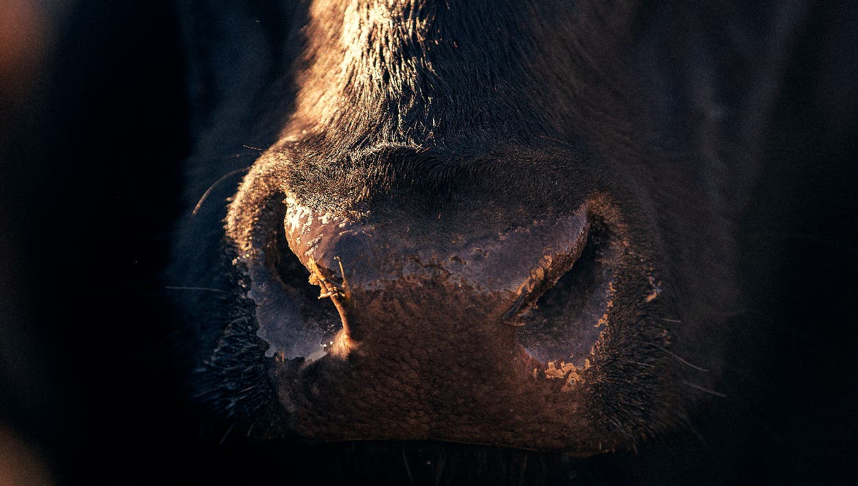 Cow close up