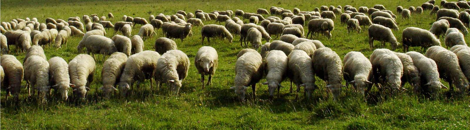 Sheep at risk of lice