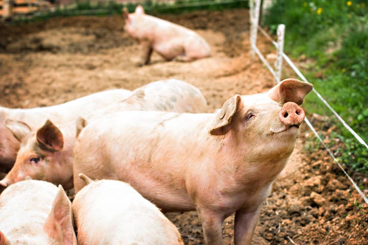 En dyrlæge kontrollerer sundhedstilstanden i en svinebesætning