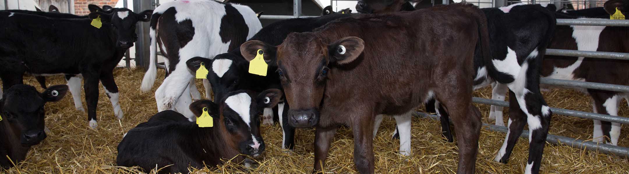 Coccidiosis in calves can be fatal