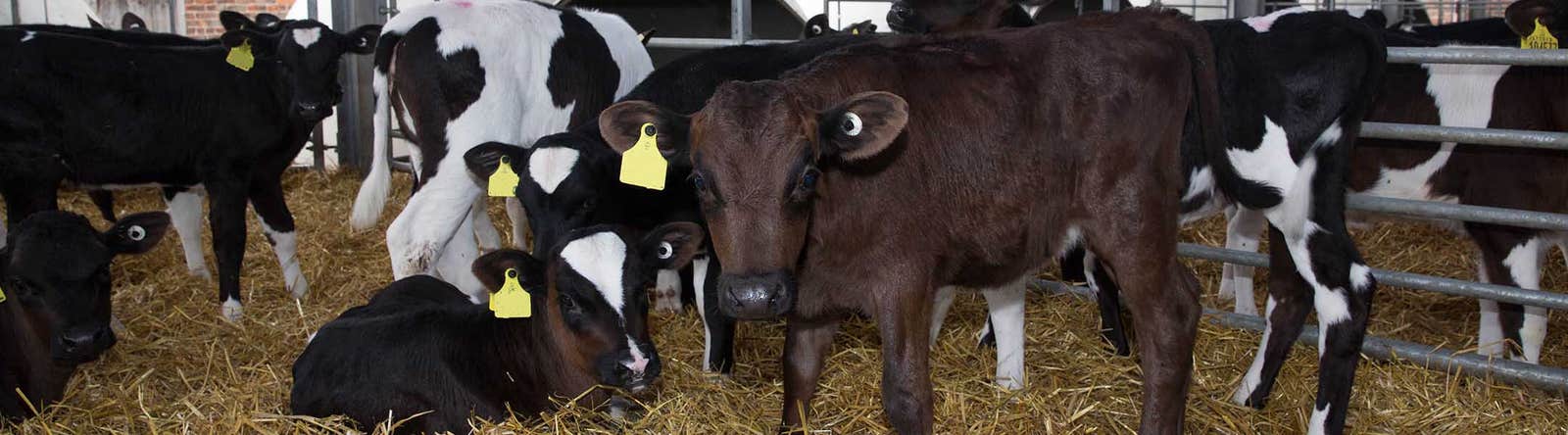 Coccidiosis in calves can be fatal