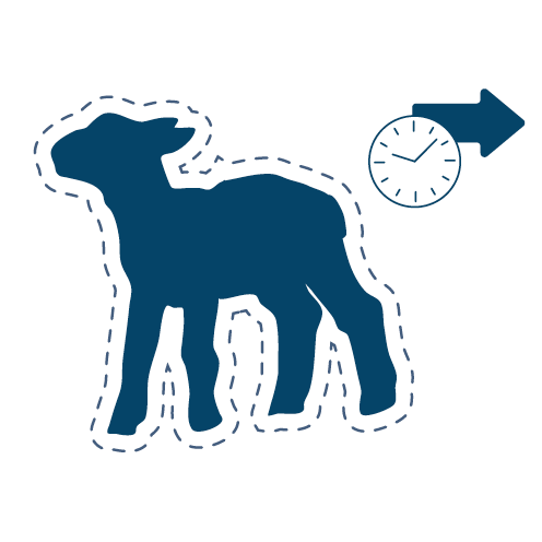 The impact of blowfly strike on lamb growth