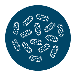 Histophilus Somni BRD Bacteria
