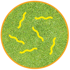 Amber risk pasture