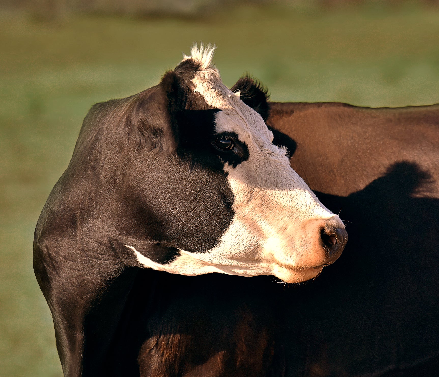 Fly Insecticide Tags, Cattle Fly & Lice