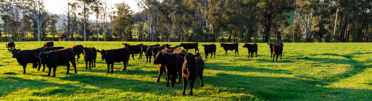 Internal Parasites in Cattle