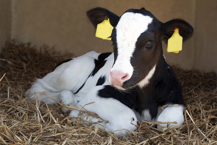 Managing and Preventing Coccidiosis in Dairy Cattle & Calves